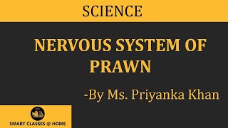 Nervous System of Prawn lecture BSc Biotechnology by Priyanka Khan I Guru Kpo [upl. by Nuhsal]