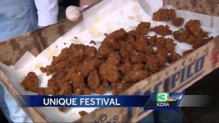 You can have a ball at Oakdale’s Testicle Festival [upl. by Emee]