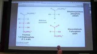 21 Kevin Aherns Biochemistry  Glycolysis I [upl. by Ahsitam]