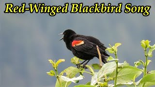 Red Winged Blackbirds Singing [upl. by Gobert]