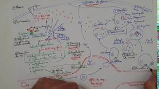 eSVT La réaction inflammatoire ou réaction immunitaire innée [upl. by Hicks397]