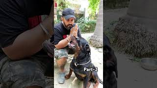 What To Do Angry Growling Big Rottweiler Rottweiler Behaviour amp Understanding shorts rottweiler [upl. by Riannon701]