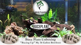 Buceplant Unboxing And Review  quotBucing Upquot My 36 Gallon Bowfront Tank [upl. by Nediarb507]