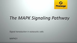 The MAPK Signaling Pathway [upl. by Sheeb]