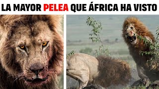 Leon  LEONES EMPEZAN UNA GUERRA SANGRIENTA EN LA SABANA [upl. by Buke]