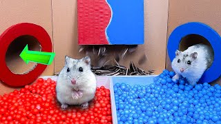 🐹 How Hamster Escapes the Awesome Hot and cold Maze 🐹 Reward for Animals [upl. by Belding]