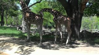 Giraffes attempt to mate at the Henry Doorly Zoo [upl. by Aizatsana]