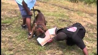 Cane Corso Presa Canario Pitbull training LA Harde Hond K9 Academie [upl. by Eceeryt]