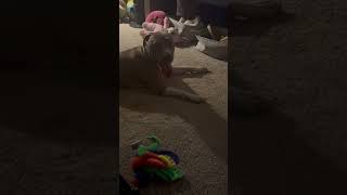 Doggone tired likeandsubscribe dog otis angel tired walk walkies happy play cute silly [upl. by Bethanne]