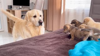 How a Golden Retriever Became a Friend to New Tiny Puppies Compilation [upl. by Irtimid387]