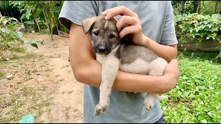 Help an abandoned puppy left alone in a dilapidated house by its owner [upl. by Zebada]