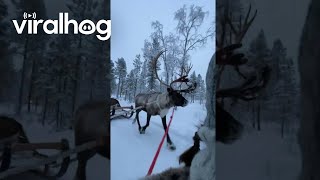 Reindeer Run Away While Towing Humans  ViralHog [upl. by Ffilc]