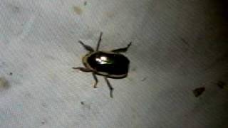 プラチナコガネ・Chrysina argenteola （エクアドル） [upl. by Tak]