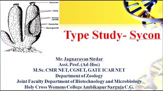 Types Study  Sycon । crown sponge। phylum porifera। ostia । phylum porifera bsc 1st year [upl. by Kester]