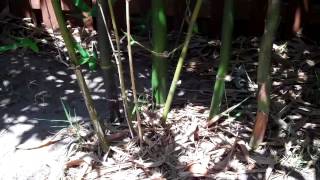 Bamboo Giant Timber Bamboo Oldhamii Bamboo Florida Cooking [upl. by Nednerb]