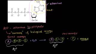 الأدنوسين ثلاثي الفوسفات ATP [upl. by Francie]