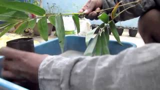 HOW TO PROPAGATE BAMBOO [upl. by Sirtemed]