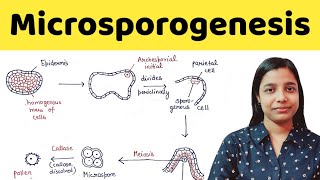 Microsporogenesis  types of anther wall development  BSc  MSc  TGT  PGT  NEET [upl. by Trefor314]