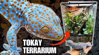 UPGRADING THE TOKAY TERRARIUM  TAMING MY TOKAY GECKOS WITH FOOD [upl. by Neelrihs]