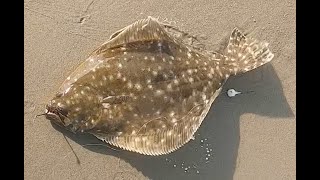 Ep 26 Murrells Inlet Flounder Fishing [upl. by Mcleroy]