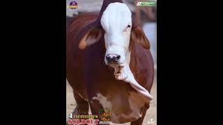 ASLAM MAKKAH CATTLE amp GOAT FARM [upl. by Notak]