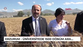 ERZURUM  Üniversitede 1500 dönüm arazide yerli ve milli tohum üretilecek [upl. by Manda]