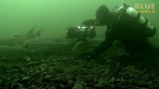 Spawning Sturgeon caught on film [upl. by Faruq834]