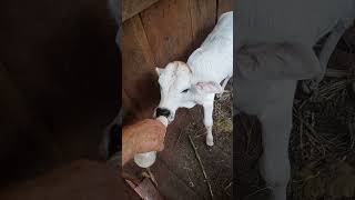 Ternerito tomando leche en mamadera Suscríbete al canal Agronomia es vida [upl. by Farmer]