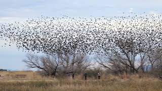 Your Yellowheaded Blackbird murmuration minute of Zen [upl. by Burtis775]