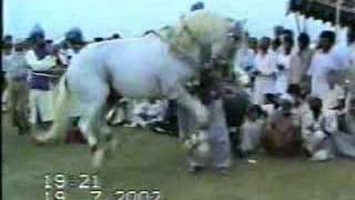 Horse Dancing in Pakistan 46 [upl. by Franklin908]