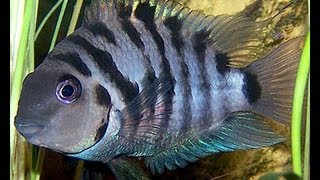 iNdEPTH Black Convict Cichlid Archocentrus Nigrofasciatus [upl. by Ecinna928]