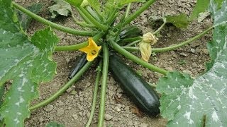 Semer des courgettes [upl. by Kerwon]