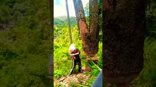 The Expert Tree Cutter treecutting cuttingskills [upl. by Adnuahsal670]