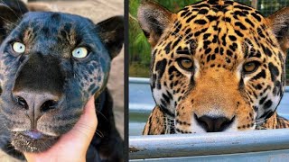 JAGUAR VS BLACK PANTHER WHAT’S THE DIFFERENCE… [upl. by Artied525]