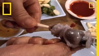 Would You Eat Live Octopus  National Geographic [upl. by Nerual]