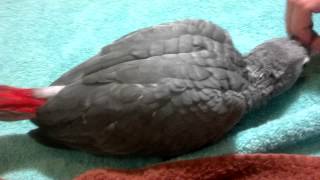 Baby African Grey Parrot [upl. by Leilah]