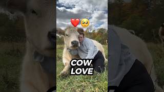 Why a Cow Makes the Perfect Pet Surprising Benefits Revealed cute animals shorts [upl. by Luoar206]