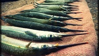 Garfish madness  Outer Harbour [upl. by Mechelle]