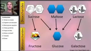 51 Carbohydrates Simple and Complex [upl. by Jacobsohn]