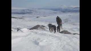 Dovrefjell med hundespann [upl. by Juster96]