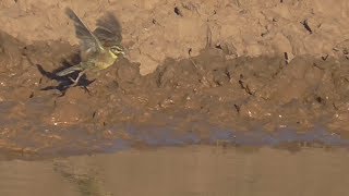 Painted Bunting Song Painted Bunting Call Painted Bunting Soud Painted Bunting Singing [upl. by Nodmac493]