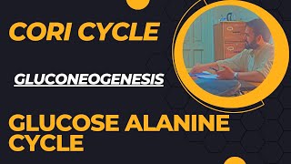 The Cori Cycle and Glucose Alanine Cycle Gluconeogenesis via Cori Cycle and Glucose Alanine Cycle [upl. by Ahsieyk]