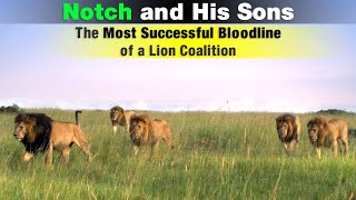 The Legend of Notch Coalition  The Most Famous Lion Coalition of Maasai Mara Kenya [upl. by Yahska]