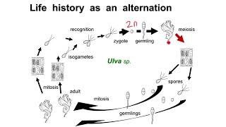 Sporic meiosis  Alternation of generations [upl. by Sidnak532]