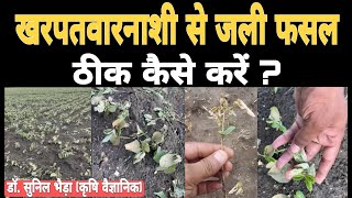 खरपतवारनाशी से जली फसल ठीक कैसे करें  सोयाबीन ठीक कैसे करें  गलत ज्यादा Herbicide के डोज को ठीक [upl. by Munafo]