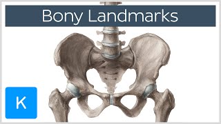 How to Memorize Bony Landmarks Quickly and Easily  Human Anatomy  Kenhub [upl. by Hanikahs]