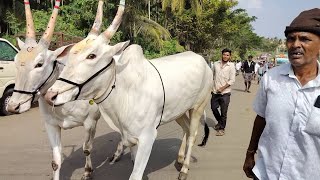 ಚುಂಚನಕಟ್ಟೆಯಲ್ಲಿ ಜಾನುವಾರು ಜಾತ್ರೆ Chunchanakatte Jathre [upl. by Netsirhk]