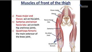 Front of Thigh part 2 Muscles of Front of Thigh  Dr Ahmed Farid [upl. by Kneeland]