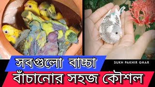 ৮১০ টি বাচ্চা বাঁচানোর সহজ কৌশল। বাজরিগার পাখি পালন পদ্ধতি। Budgerigar baby bird [upl. by Keldah]