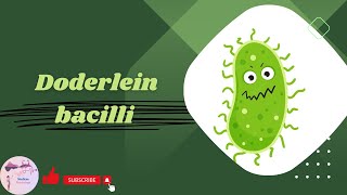 Doderlein Bacilli [upl. by Assirec]